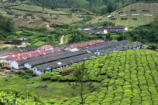 Tea (Camellia sinensis) crop, view of tea plantation workers housing on hillside, Munnar, Western Ghats, Kerala, India
