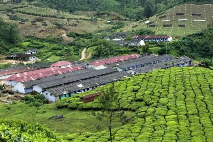 Framed Print : Tea (Camellia sinensis) crop, view of tea plantation workers housing on hillside, Munnar, Western Ghats, Kerala, India Framed Print : Tea (Camellia sinensis) crop, view of tea plantation workers housing on hillside, Munnar, Western Ghats, Kerala, India