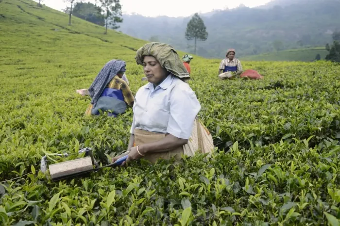Framed Print : Tea (Camellia sinensis) crop, women workers picking leaves, Munnar, Idukki District, Western Ghats, Kerala, India Framed Print : Tea (Camellia sinensis) crop, women workers picking leaves, Munnar, Idukki District, Western Ghats, Kerala, India