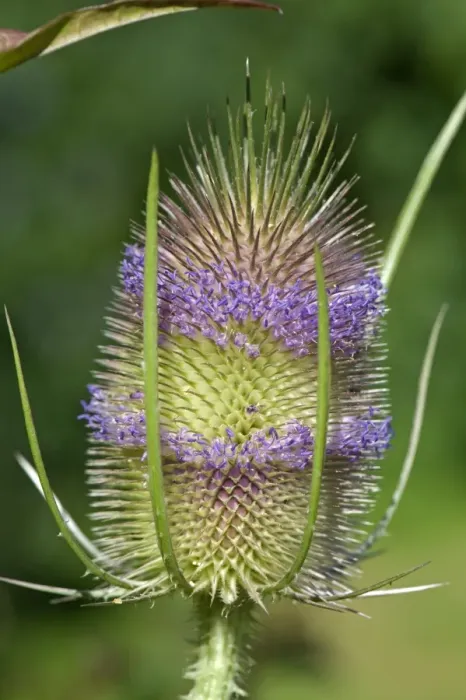 Framed Print : Teasel, Dipsacus fullonum, flowers Framed Print : Teasel, Dipsacus fullonum, flowers