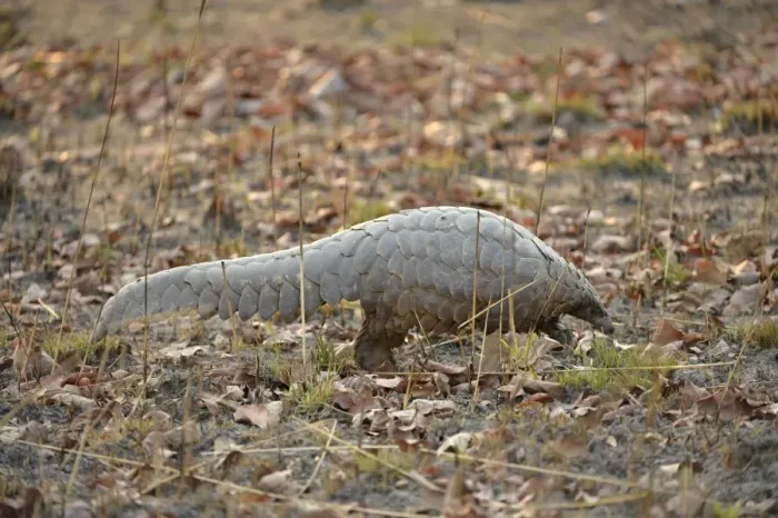 Framed Print : Temmincks Ground Pangolin (Manis temminckii) adult, walking along ground in daylight, Kafue N. P. Zambia, September