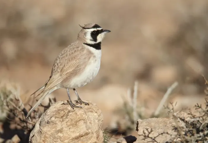 Framed Print : Temminck's Horned Lark (Eremophila bilopha) adult, standing on rock, Boulmane Dades, Morocco, february Framed Print : Temminck's Horned Lark (Eremophila bilopha) adult, standing on rock, Boulmane Dades, Morocco, february