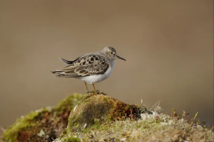 Framed Print : Temminck's Stint (Calidris temminckii) adult, breeding plumage, standing on moss covered mound, Varanger, Norway, june Framed Print : Temminck's Stint (Calidris temminckii) adult, breeding plumage, standing on moss covered mound, Varanger, Norway, june