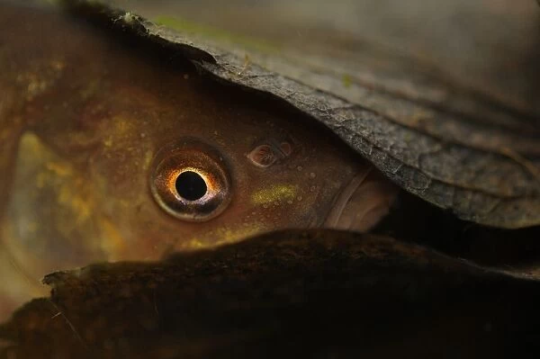 Tench (Tinca tinca) adult, hiding in leaf litter at bottom of pond, Yorkshire, England, February