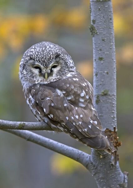 Tengmalm's Owl (Aegolius funereus) adult, perched on aspen branch, Finland, october