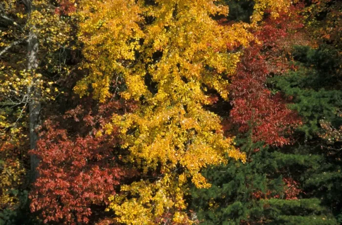Framed Print : Tennessee Autumn / fall colour of Maples - Oaks and Hickory trees lose their leaves - Cades Cove