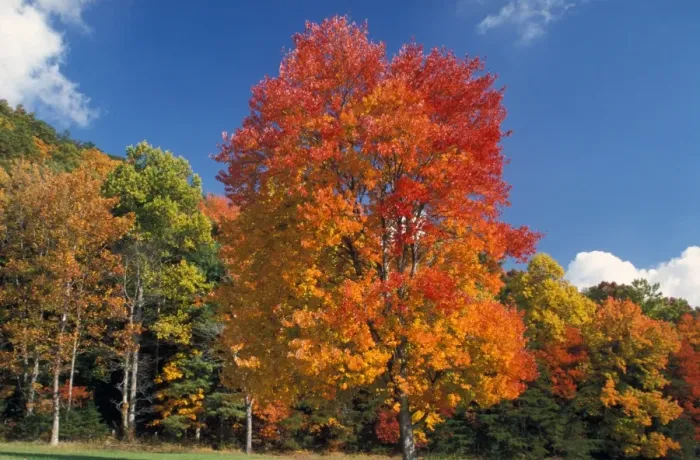 Framed Print : Tennessee Maple Trees going red in Autumn - Cades Cove, Tennessee, USA Framed Print : Tennessee Maple Trees going red in Autumn - Cades Cove, Tennessee, USA