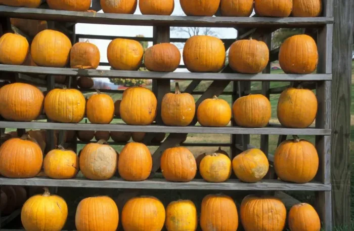 Framed Print : Tennessee Pumpkin harvest store - Great Smoky Mountains, Tennessee, USA Framed Print : Tennessee Pumpkin harvest store - Great Smoky Mountains, Tennessee, USA