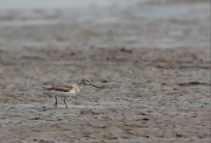 Framed Print : Terek Sandpiper (Xenus cinereus) adult, walking on mudflats, Hebei, China, may Framed Print : Terek Sandpiper (Xenus cinereus) adult, walking on mudflats, Hebei, China, may
