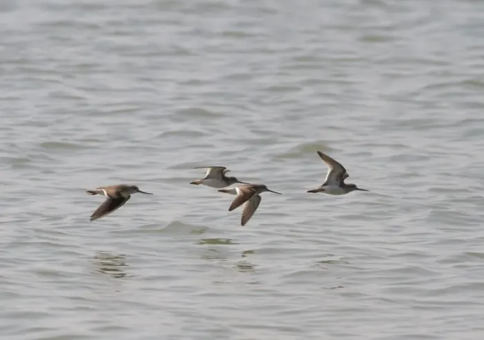 Framed Print : Terek Sandpiper (Xenus cinereus) four adults, in flight over water, Sundarbans, Ganges Delta, West Bengal, India Framed Print : Terek Sandpiper (Xenus cinereus) four adults, in flight over water, Sundarbans, Ganges Delta, West Bengal, India
