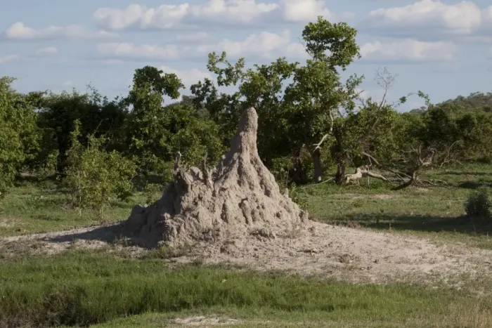 Framed Print : Termite mound Botswana near Savuti Framed Print : Termite mound Botswana near Savuti