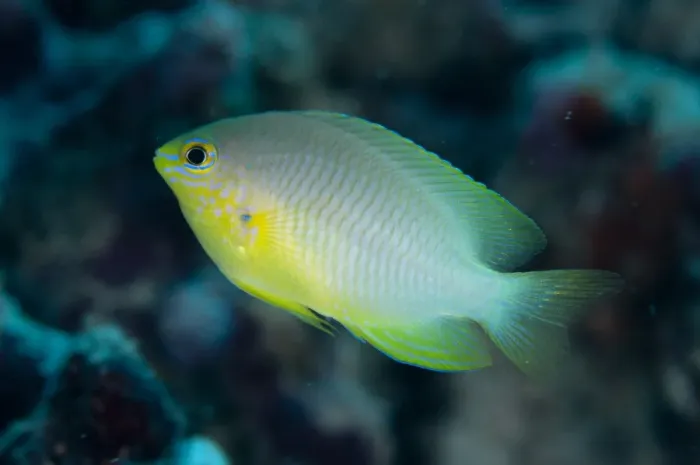 Framed Print : Ternate Damselfish (Amblyglyphidodon ternatensis) adult, Sansapor Raru, Raja Ampat Islands (Four Kings), West Papua