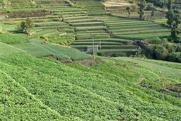 Terrace cultivation, mountain slope terraced farming with cauliflowers, cabbages, beans, cowpeas and carrots
