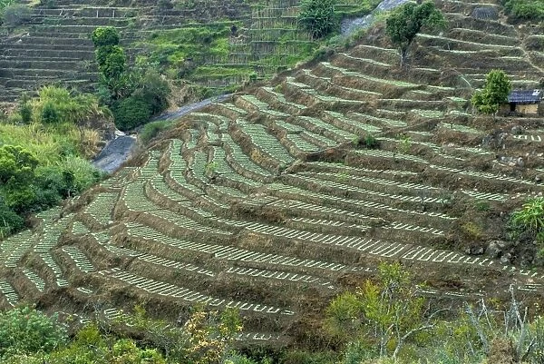 Terrace cultivation, mountain slope terraced farming, Pallanghi-vilpatti Region, Kodaikanal, Tamil Nadu, India