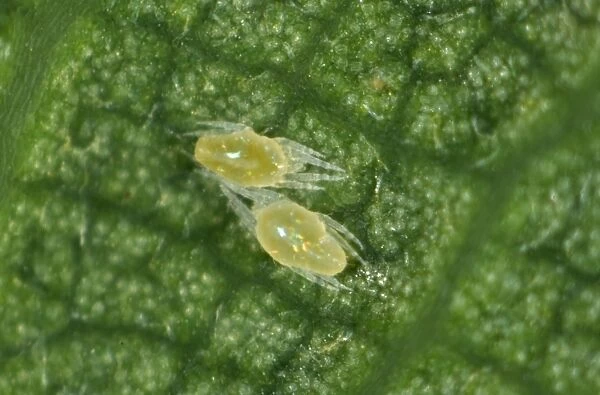 Tetranichid spider mites (Tetranichidae) on the underside of a sycamore leaf
