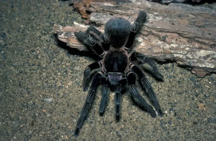 Framed Print : Texas Cinnamon Tarantula (Eurypelma chalcodes) Framed Print : Texas Cinnamon Tarantula (Eurypelma chalcodes)