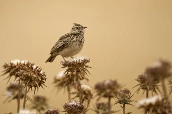 Framed Print : Thekla Lark (Galerida theklae) adult, perched on seedhead, Bale Mountains, Oromia, Ethiopia