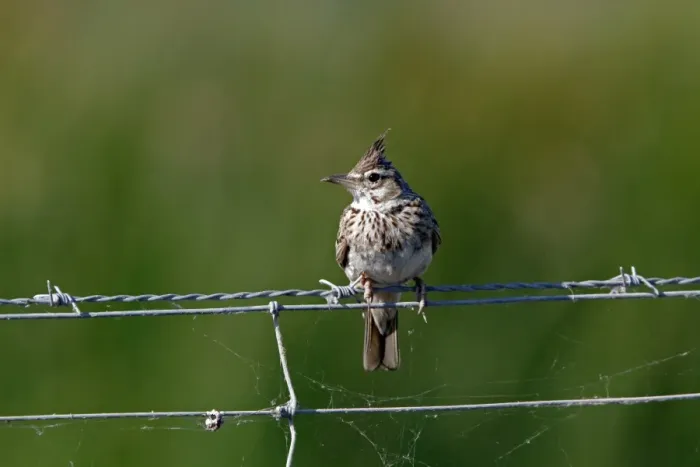 Framed Print : Thekla Lark on wire fence Southern Spain Framed Print : Thekla Lark on wire fence Southern Spain