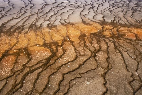 Thermophile bacterial mats at hotspring, Grand Prismatic Spring, Midway Geyser Basin, Yellowstone N. P. Wyoming, U. S. A