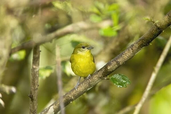Thick-billed Euphonia (Euphonia laniirostris) adult female, perched on twig in montane rainforest, Andes, Ecuador