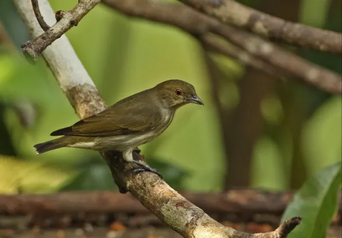 Framed Print : Thick-billed Flowerpecker (Dicaeum agile modestum) adult, perched on branch, Kaeng Krachan N. P. Thailand, november Framed Print : Thick-billed Flowerpecker (Dicaeum agile modestum) adult, perched on branch, Kaeng Krachan N. P. Thailand, november