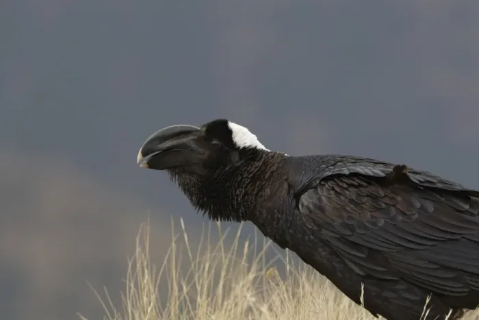 Framed Print : Thick-billed Raven (Corvus crassirostris) adult, calling, close-up of head, Simien Mountains, Ethiopia Framed Print : Thick-billed Raven (Corvus crassirostris) adult, calling, close-up of head, Simien Mountains, Ethiopia