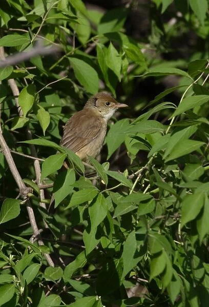 Thick-billed Warbler (Acrocephalus aedon stegmanni) adult, perched in bush, Beidaihe, Hebei, China, may