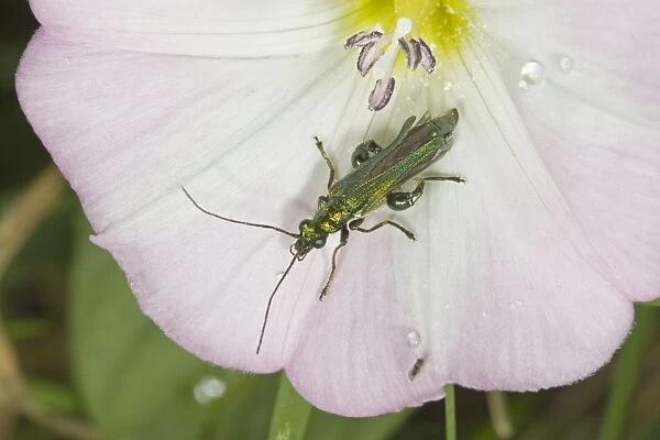 Thick-legged Flower Beetle (Oedemera nobilis) adult male, on Field Bindweed (Convolvulus arvensis) flower, Norfolk, England, july