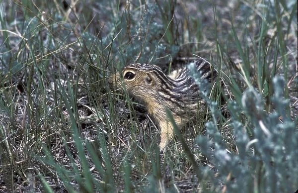 Thirteen-lined ground squirrel (Ictidomys tridecemlineatus) also known as striped gopher