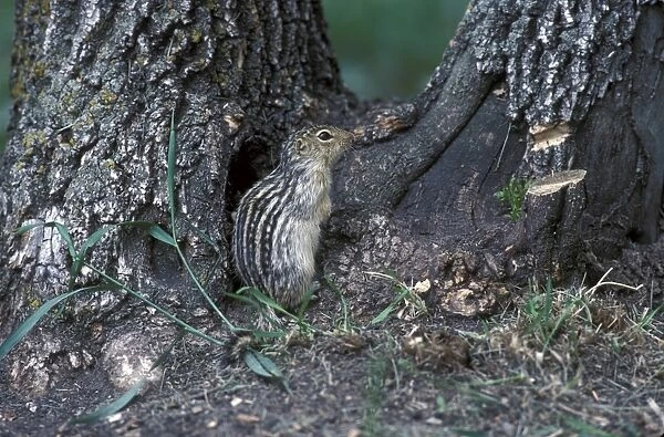 Thirteen-lined ground squirrel (Ictidomy tridecemlineatus) also known as striped gopher