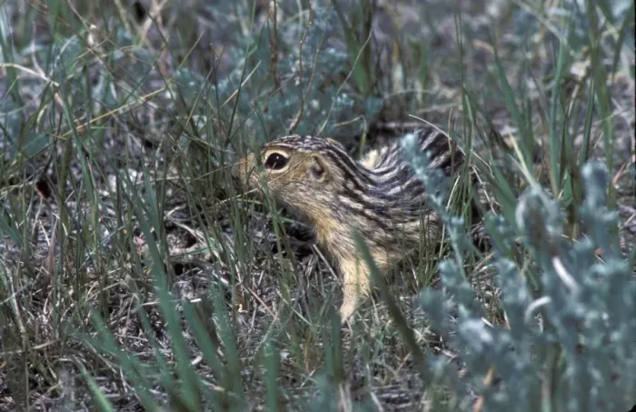 Framed Print : Thirteen-lined ground squirrel (Ictidomys tridecemlineatus) also known as striped gopher Framed Print : Thirteen-lined ground squirrel (Ictidomys tridecemlineatus) also known as striped gopher