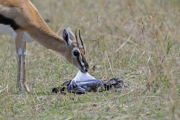 Thomson's Gazelle (Gazella thomsoni) adult female removing foetal sac from newly born baby, Masai Mara, Kenya