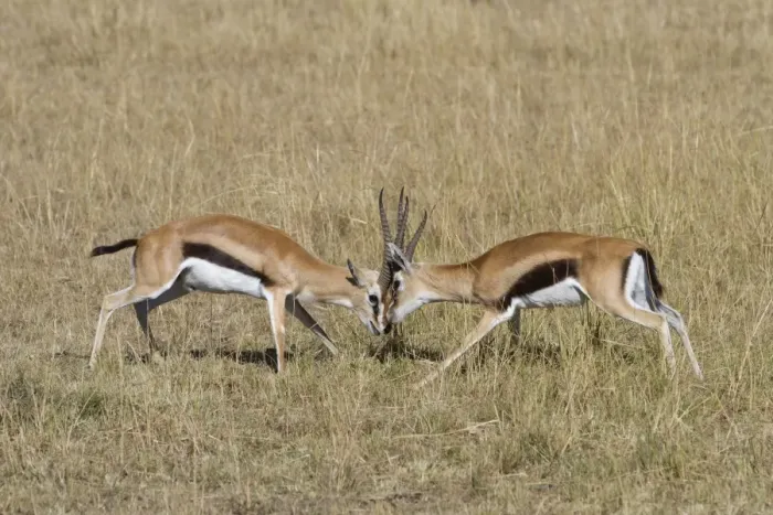 Framed Print : Thomsons Gazelle (Gazella thomsoni) two adult males, fighting, Masai Mara, Kenya, August Framed Print : Thomsons Gazelle (Gazella thomsoni) two adult males, fighting, Masai Mara, Kenya, August