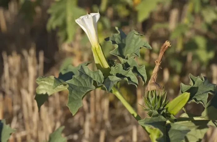 Framed Print : Thorn Apple (Datura stramonium) introduced species, close-up of flower and developing fruit, growing in stubble field Framed Print : Thorn Apple (Datura stramonium) introduced species, close-up of flower and developing fruit, growing in stubble field