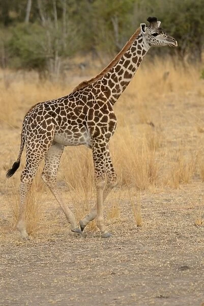 Thornicrofts Giraffe (Giraffa camelopardalis thornicrofti) immature male, walking, South Luangwa N. P. Zambia, June