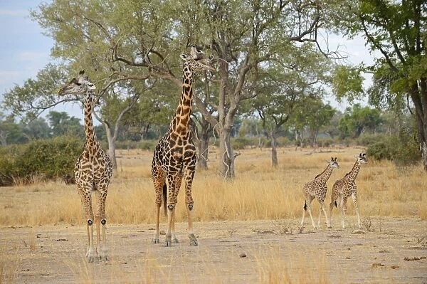 Thornicrofts Giraffe (Giraffa camelopardalis thornicrofti) two adults with calves, standing in woodland savannah