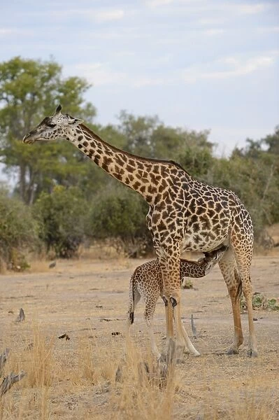 Thornicrofts Giraffe (Giraffa camelopardalis thornicrofti) adult female with calf, suckling, South Luangwa N. P