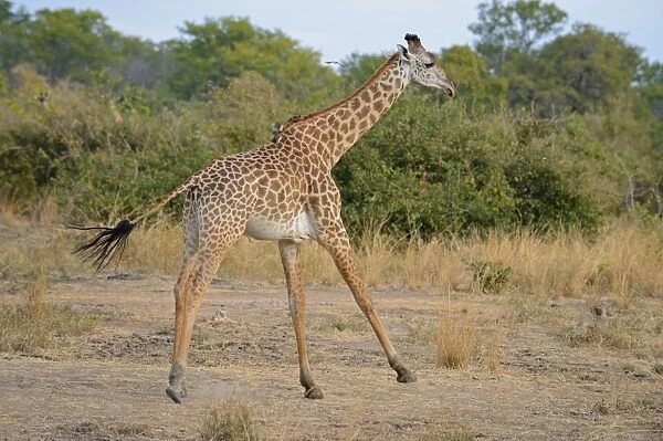 Thornicrofts Giraffe (Giraffa camelopardalis thornicrofti) immature male, running, South Luangwa N. P. Zambia, June