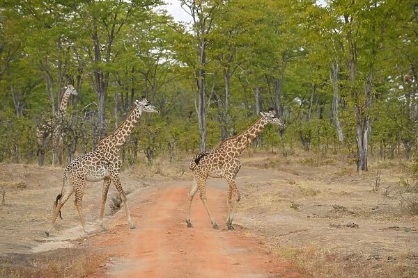 Thornicrofts Giraffe (Giraffa camelopardalis thornicrofti) two immatures, walking across track in woodland savannah