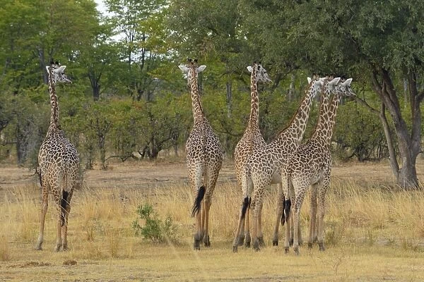 Thornicrofts Giraffe (Giraffa camelopardalis thornicrofti) six adults, standing in woodland savannah