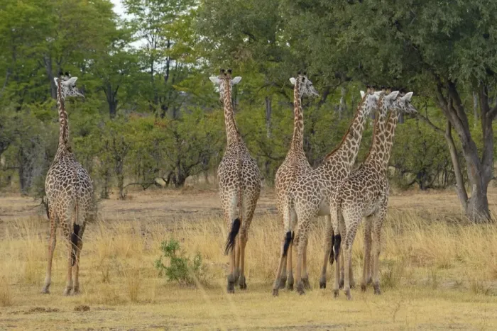 Framed Print : Thornicrofts Giraffe (Giraffa camelopardalis thornicrofti) six adults, standing in woodland savannah Framed Print : Thornicrofts Giraffe (Giraffa camelopardalis thornicrofti) six adults, standing in woodland savannah