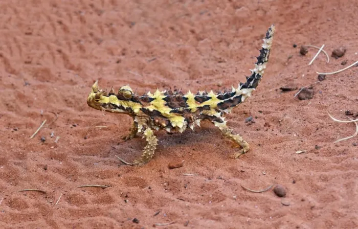 Framed Print : Thorny Devil (Moloch horridus) immature, walking on sand, Uluru-Kata Tjuta N. P Framed Print : Thorny Devil (Moloch horridus) immature, walking on sand, Uluru-Kata Tjuta N. P
