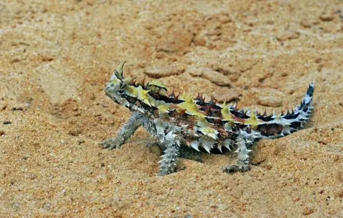 Framed Print : Thorny Devil (Moloch horridus) on sand, Kalbarri, Western Australia Framed Print : Thorny Devil (Moloch horridus) on sand, Kalbarri, Western Australia
