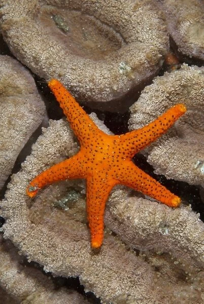 Thousand-pores Starfish (Fromia milleporella) adult, on coral, Lembeh Straits, Sulawesi, Sunda Islands, Indonesia, June
