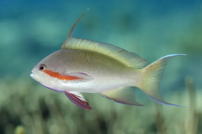 Framed Print : Threadfin Anthias (Pseudanthias huchtii) adult male, swimming, Tanjung Muara, Sermata Islands, Lesser Sunda Islands Framed Print : Threadfin Anthias (Pseudanthias huchtii) adult male, swimming, Tanjung Muara, Sermata Islands, Lesser Sunda Islands