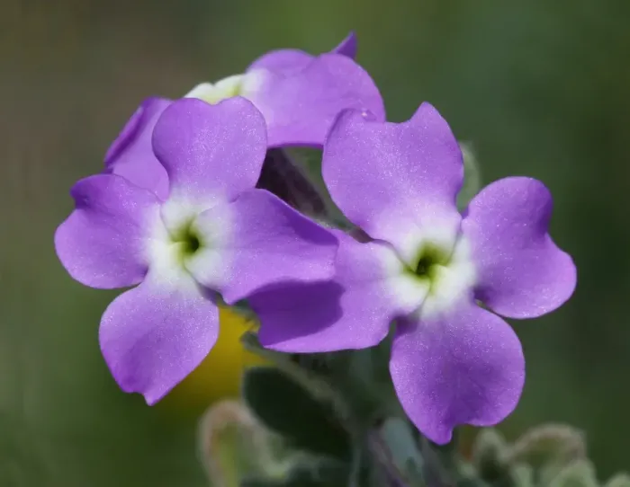 Framed Print : Three-horned Stock (Matthiola tricuspidata) close-up of flowers, Bonifacio Gulf, Corsica, France, April