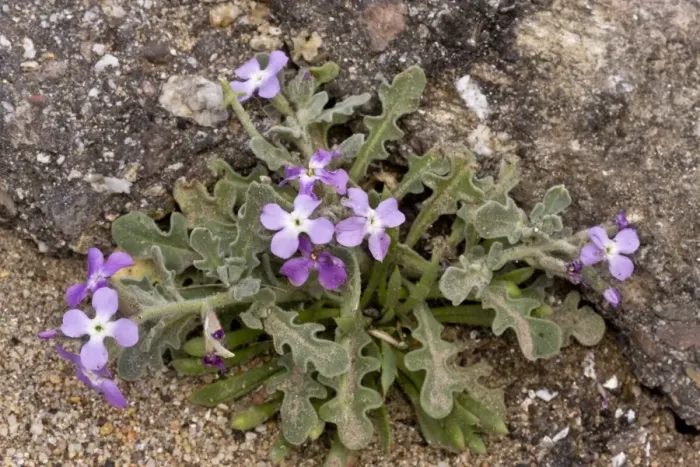 Framed Print : Three-horned Stock (Matthiola tricuspidata) flowering, growing on beach, Sardinia, Italy, April Framed Print : Three-horned Stock (Matthiola tricuspidata) flowering, growing on beach, Sardinia, Italy, April