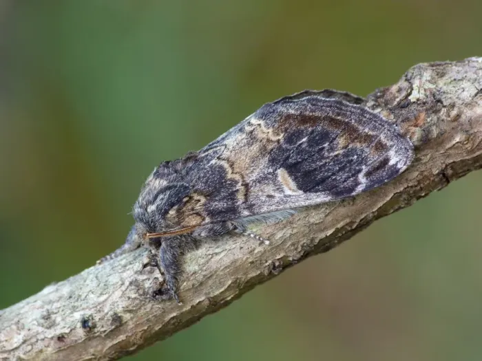 Framed Print : Three-humped Prominent (Notodonta tritophus) adult, resting on twig, Cannobina Valley, Italian Alps, Piedmont Framed Print : Three-humped Prominent (Notodonta tritophus) adult, resting on twig, Cannobina Valley, Italian Alps, Piedmont