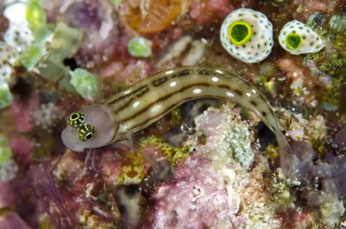Framed Print : Three-lined Blenny (Ecsenius trilineatus) adult, resting beside sea-squirts, Tanjung Tutunuuake, Wetar Island