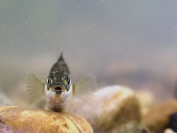 Three-spined Stickleback (Gasterosteus aculeatus) adult, resting on gravel, England, August (controlled)